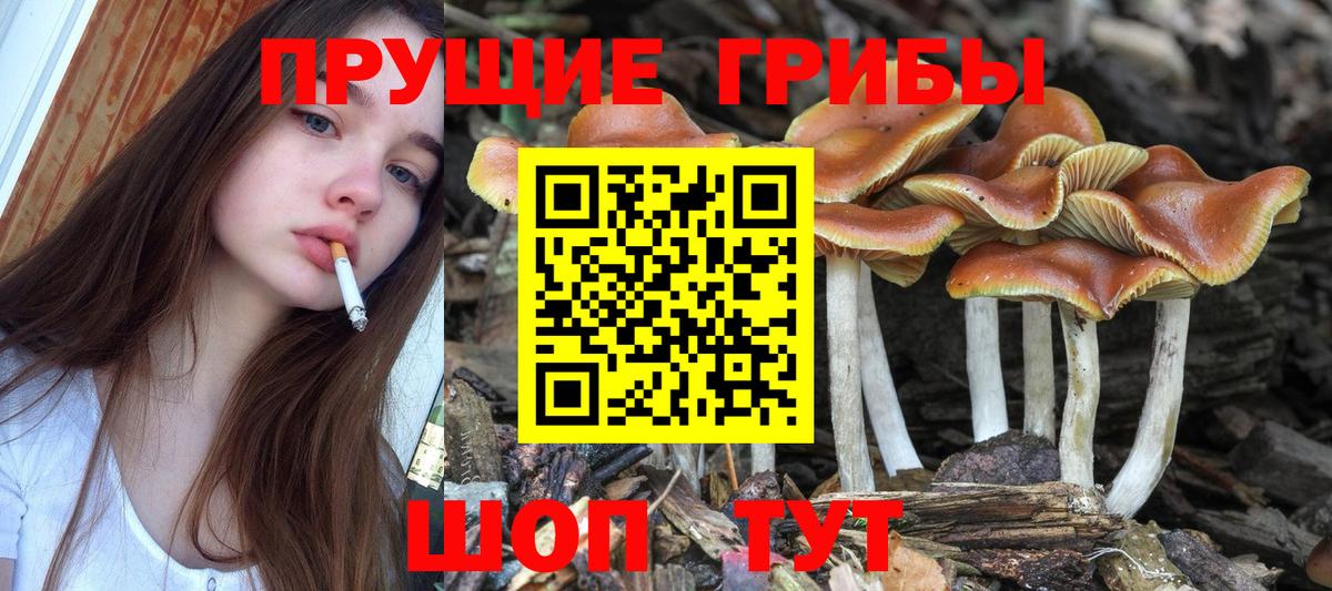 Псилоцибиновые грибы прущие грибы Нововоронеж